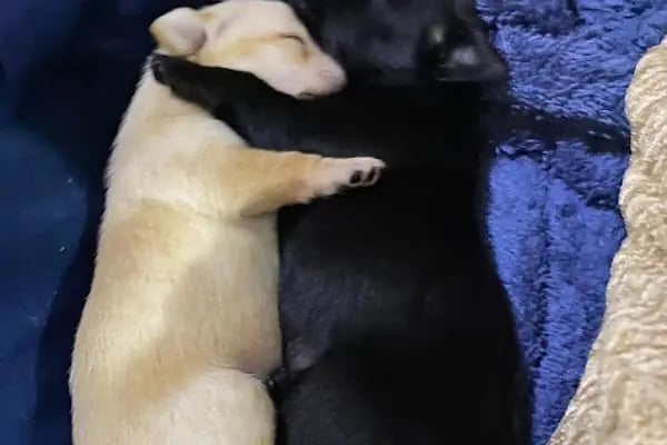 Di-Vet Veteriner Kliniği - Resim 18