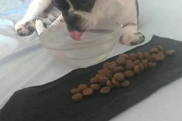 Di-Vet Veteriner Kliniği - Resim 8