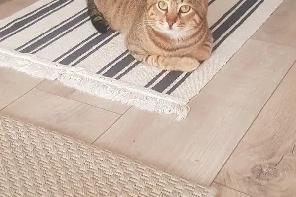 Di-Vet Veteriner Kliniği - Resim 6