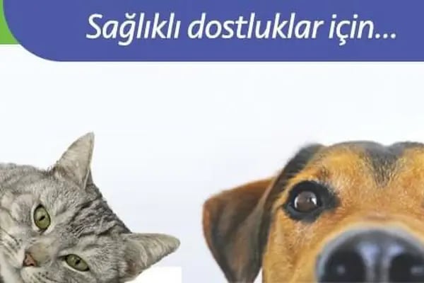 Di-Vet Veteriner Kliniği - Resim 19