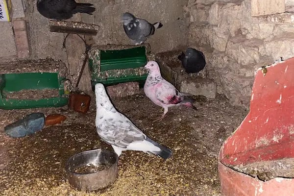 Yörük oglu tarım ve hayvancılık - Resim 20