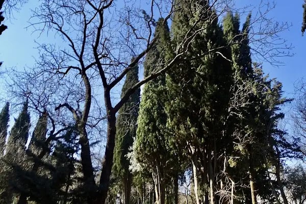 İçerenköy Mezarlığı - Resim 6