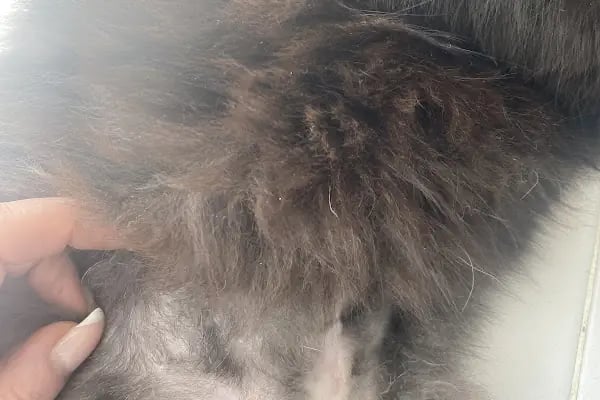 Patimate Bornova Veteriner Kliniği - Resim 4