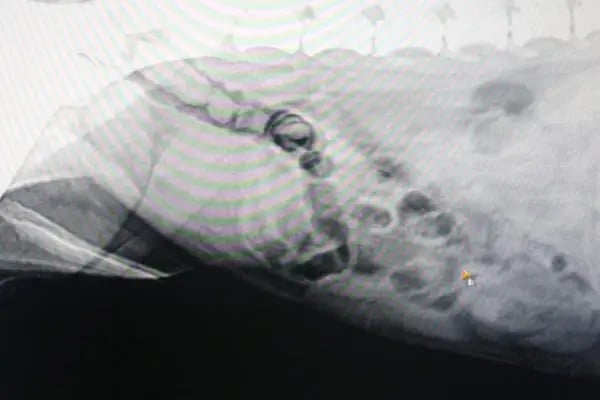 Patimate Bornova Veteriner Kliniği - Resim 5
