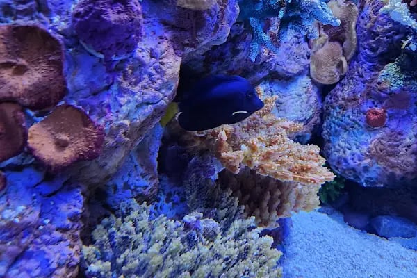 Funtastic Aquariums İzmir - Resim 17
