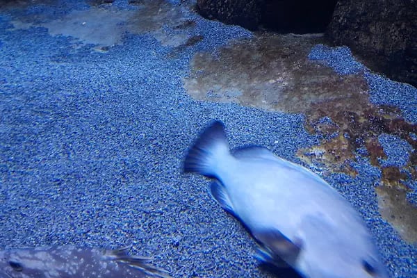 Funtastic Aquariums İzmir - Resim 11