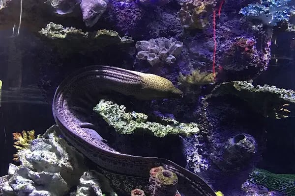 Funtastic Aquariums İzmir - Resim 20