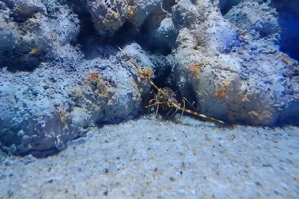 Funtastic Aquariums İzmir - Resim 12