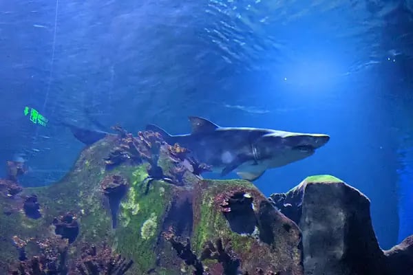 Funtastic Aquariums İzmir - Resim 10