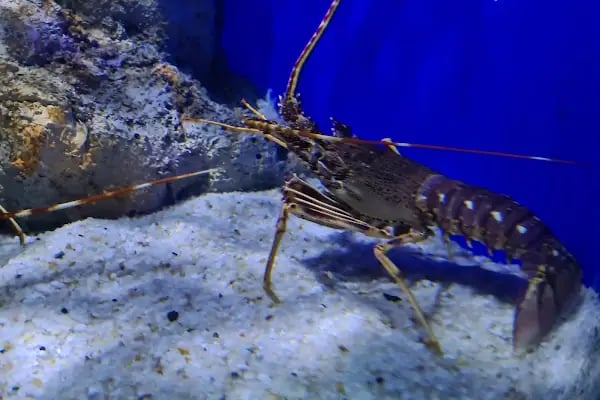 Funtastic Aquariums İzmir - Resim 7
