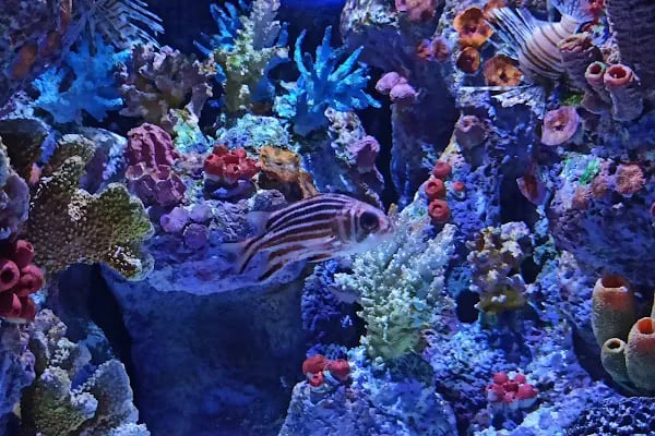 Funtastic Aquariums İzmir - Resim 2