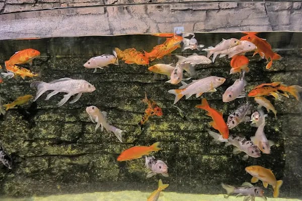 Funtastic Aquariums İzmir - Resim 8