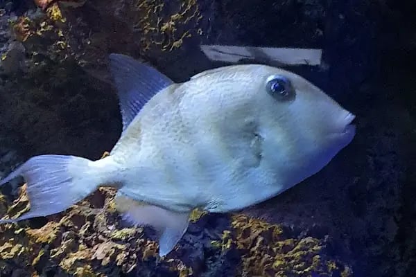 Funtastic Aquariums İzmir - Resim 18