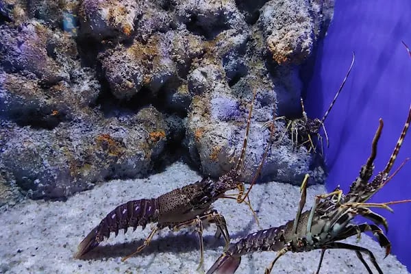 Funtastic Aquariums İzmir - Resim 6