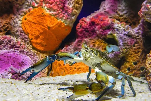 Funtastic Aquariums İzmir - Resim 16
