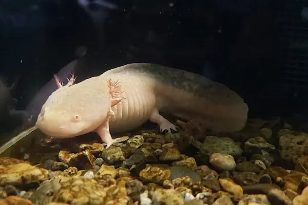 Funtastic Aquariums İzmir - Resim 9