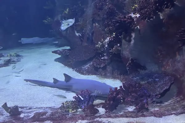 Funtastic Aquariums İzmir - Resim 19