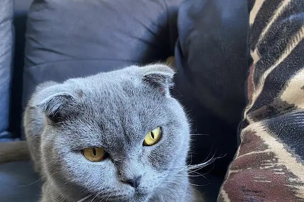 Petunya Veteriner Kliniği - Resim 1
