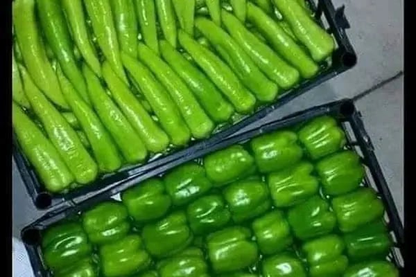 DEMRE SEBZE MEYVE KOMİSYONCULUĞU HAL NO 36 - Resim 18