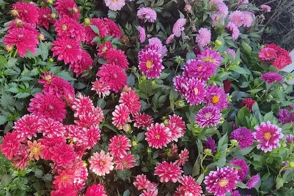 Enez Çiçekçilik Fidancılık ve Peyzaj - Resim 13