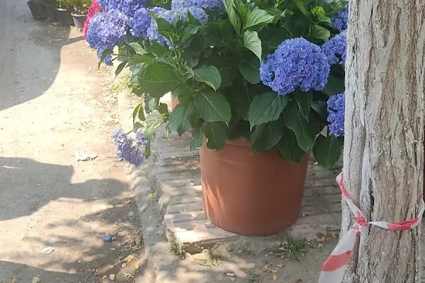Enez Çiçekçilik Fidancılık ve Peyzaj - Resim 15