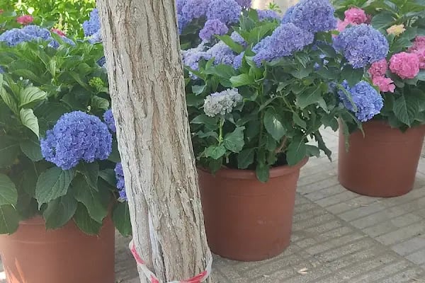 Enez Çiçekçilik Fidancılık ve Peyzaj - Resim 18