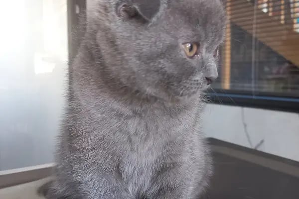 İnci Veteriner Kliniği ‍ ‍ - Resim 13