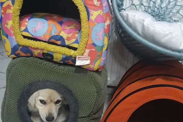 İnci Veteriner Kliniği ‍ ‍ - Resim 19