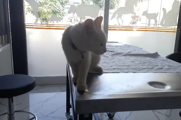 İnci Veteriner Kliniği ‍ ‍ - Resim 18