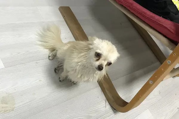 manisa veteriner polikliniği - Resim 3