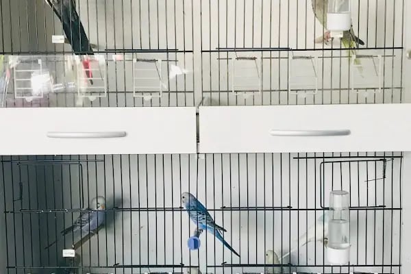 Eser Petshop - Resim 4