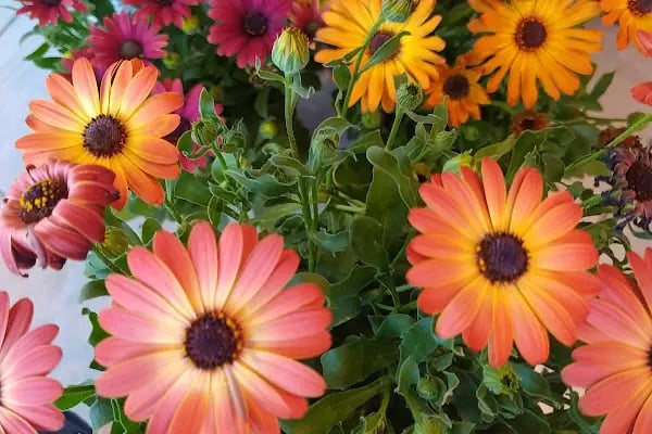 Aden Flowers - Resim 15