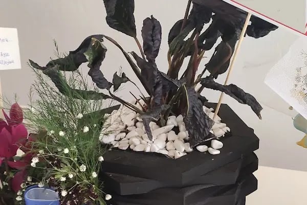 Aden Flowers - Resim 4