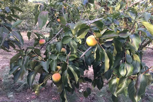 Doğanay Park Vadi Kır Lokantası - Resim 19