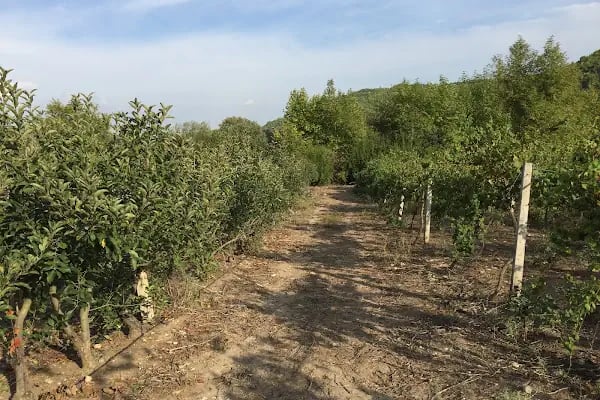 Doğanay Park Vadi Kır Lokantası - Resim 4