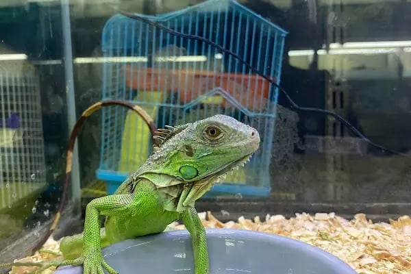 Zeynel Petshop - Resim 7