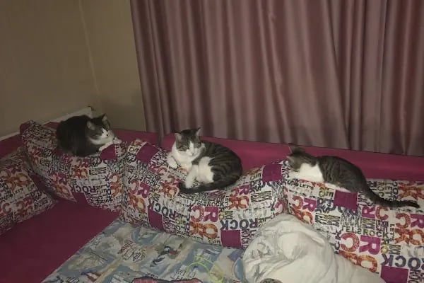 Güneşli Ada Veteriner Kliniği - Resim 11