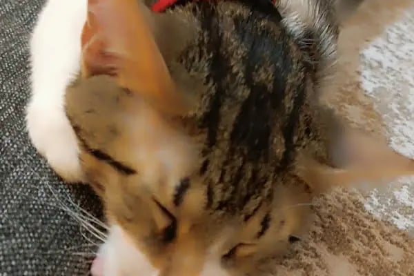Zoo-Vet Veteriner Kliniği - Resim 12