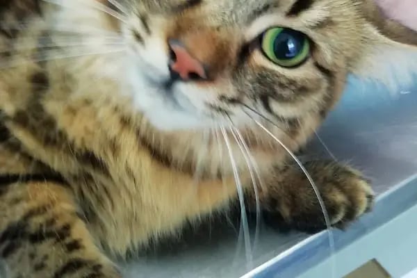 Zoo-Vet Veteriner Kliniği - Resim 5