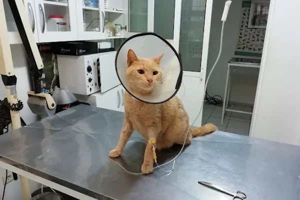 Zoo-Vet Veteriner Kliniği - Resim 2