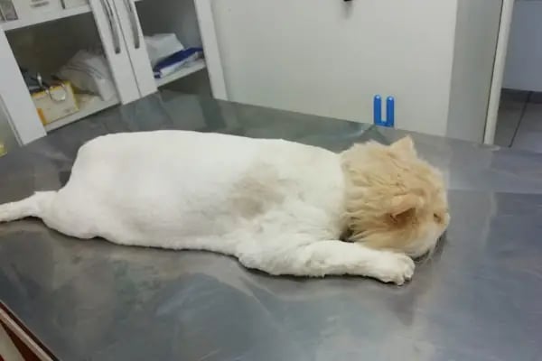 Zoo-Vet Veteriner Kliniği - Resim 6