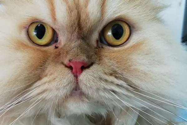 Zoo-Vet Veteriner Kliniği - Resim 1