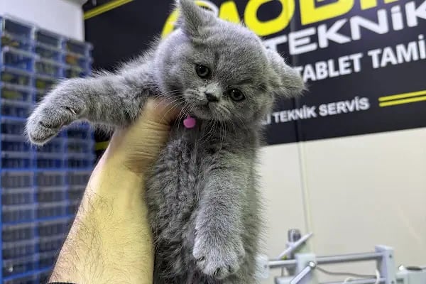 Mobil Teknik (Cep Telefonu ve Tablet Tamir Atölyesi) - Resim 9