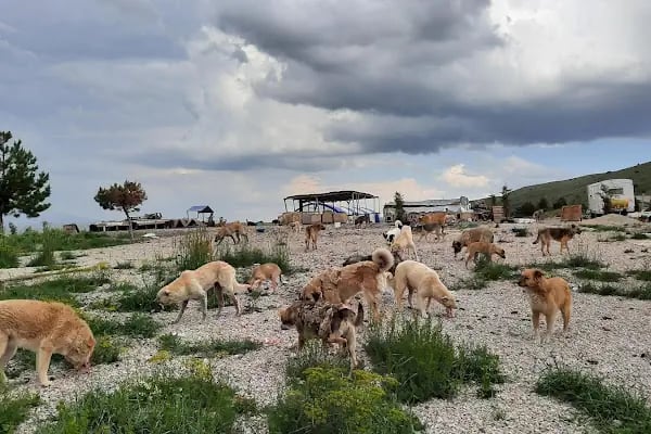 ELMADAĞ KAYAK MERKEZİ - Resim 18