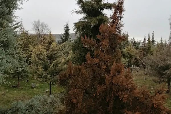 Sancaktar Mezarlığı - Resim 6