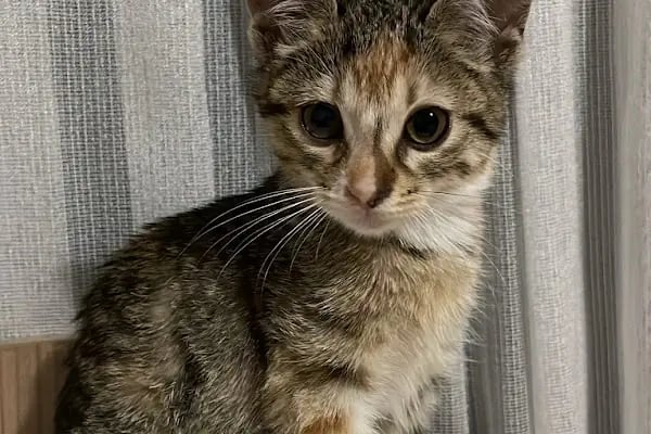 Tersane veteriner kliniği - Resim 5