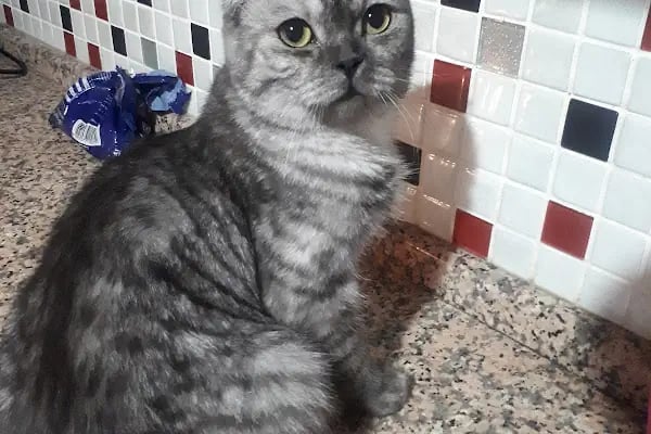 Tersane veteriner kliniği - Resim 8