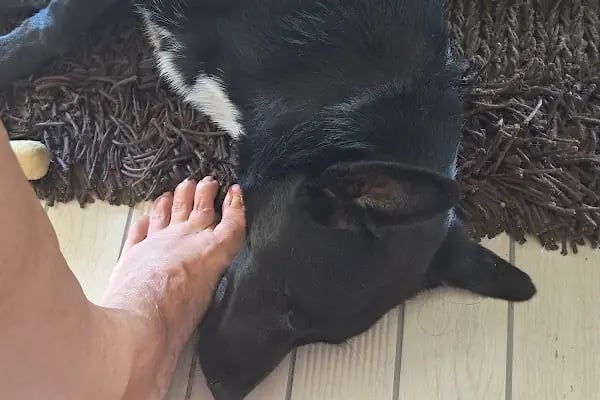 Tersane veteriner kliniği - Resim 17