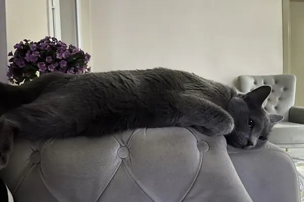 Tersane veteriner kliniği - Resim 9