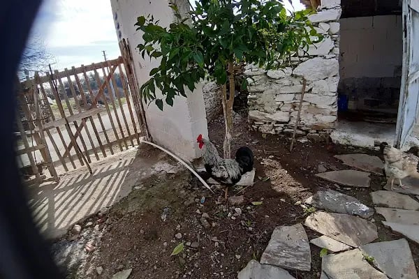 Dolanbay Çiçekçilik - Resim 13